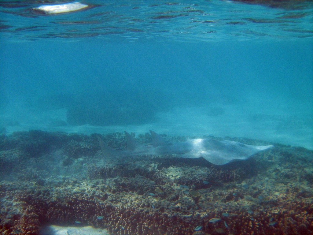 Reef & Marine Life